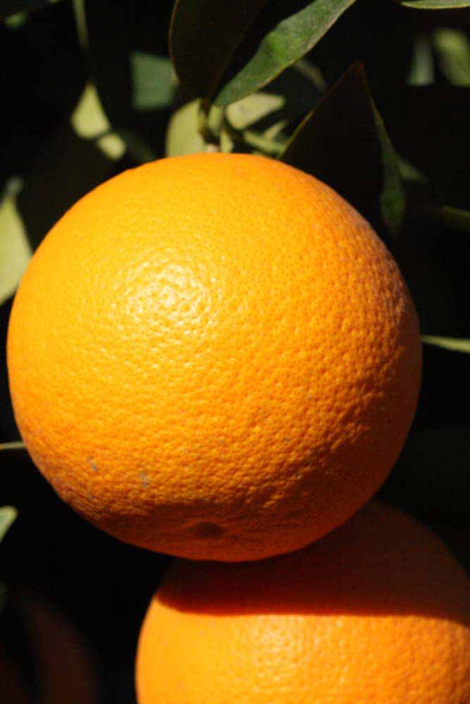              Fruit (Riverside, CA)       